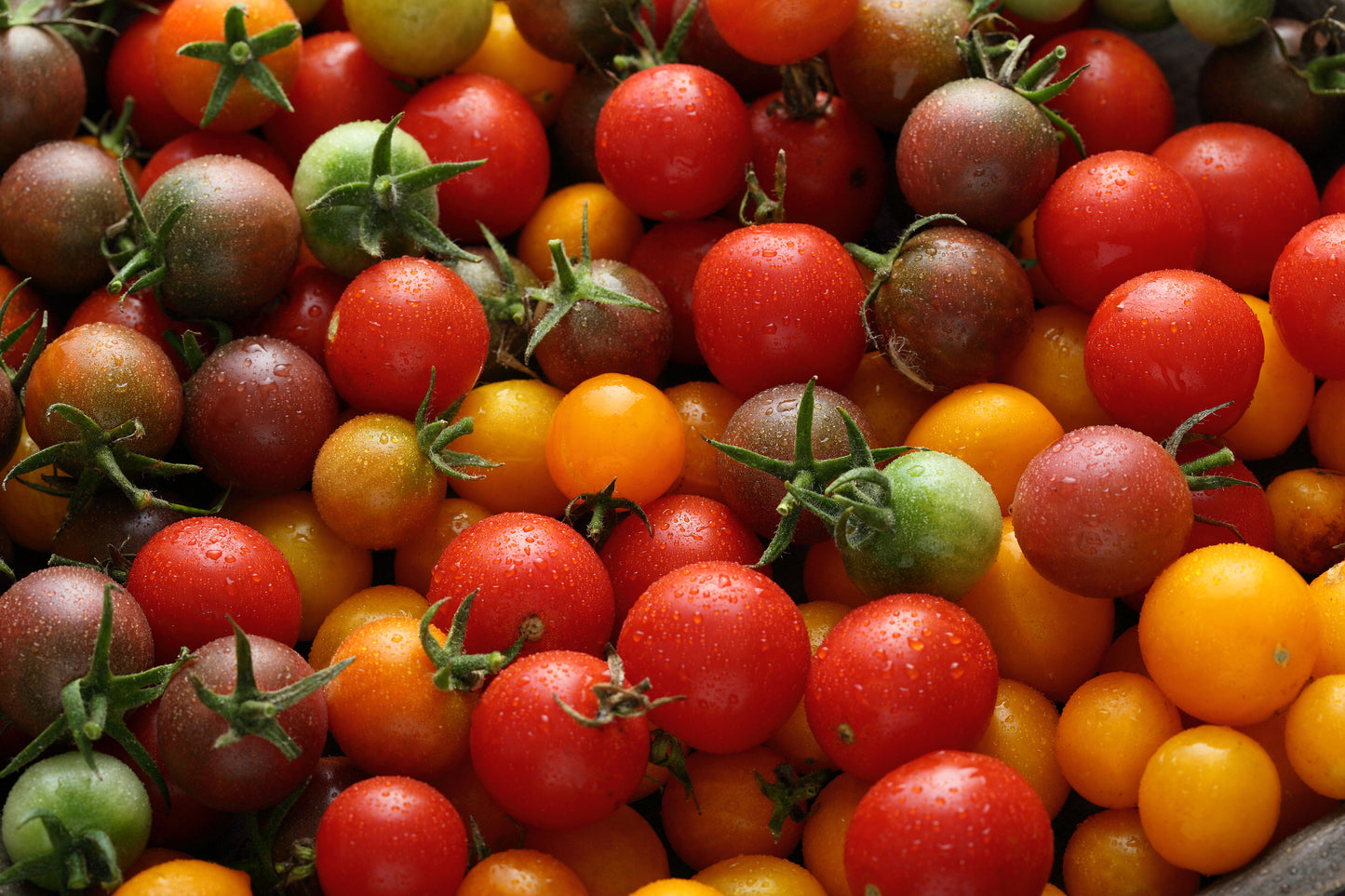Vine-Ripe Tomatoes