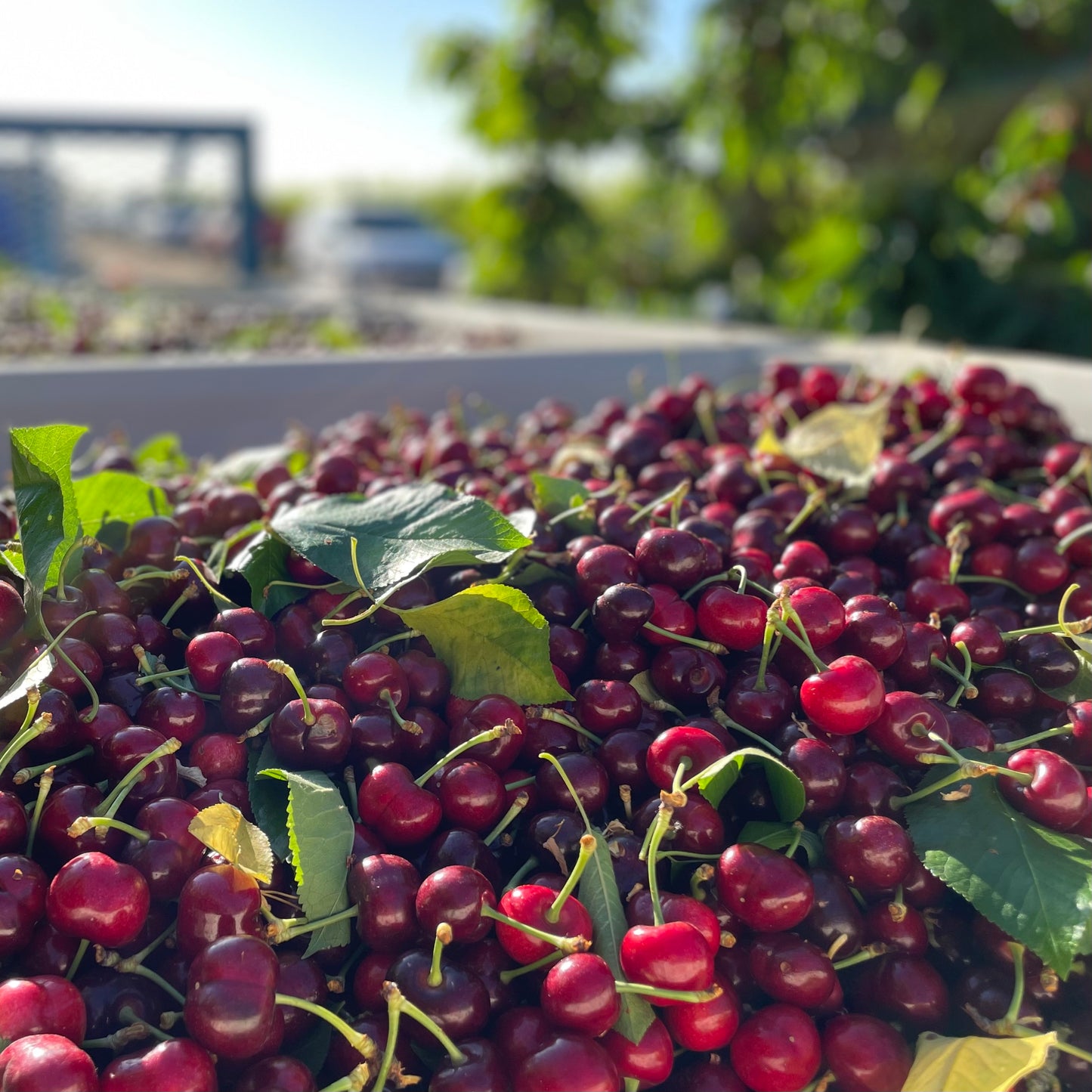 Fresh Lodi Cherries