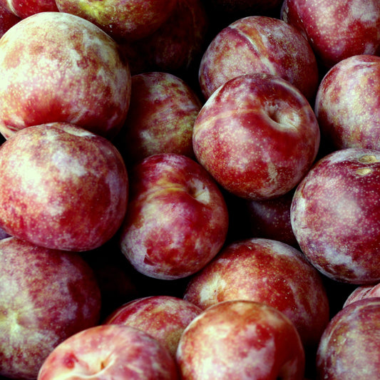 Pluots