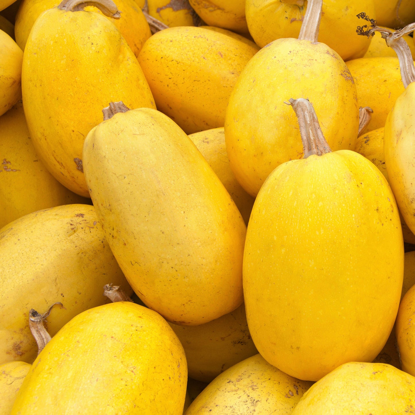 Lodi Spaghetti Squash