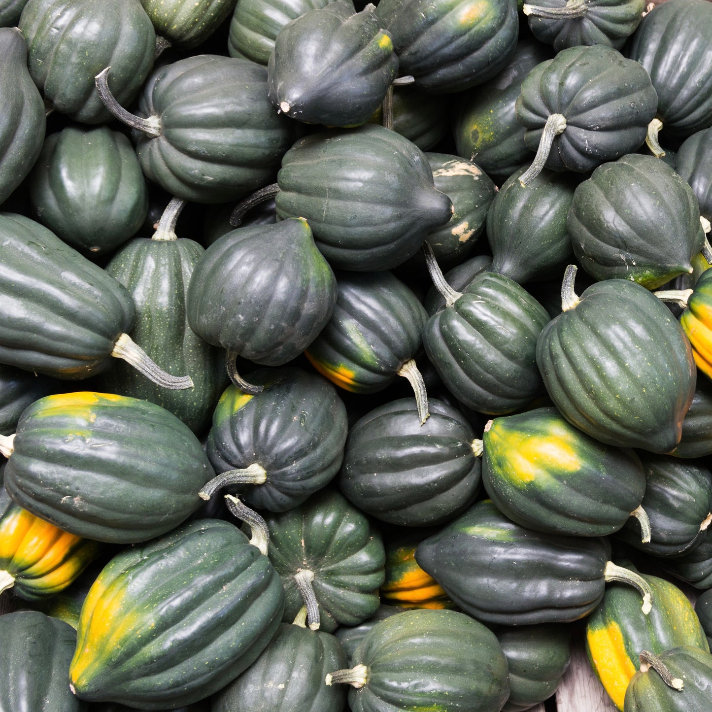 Lodi Acorn Squash