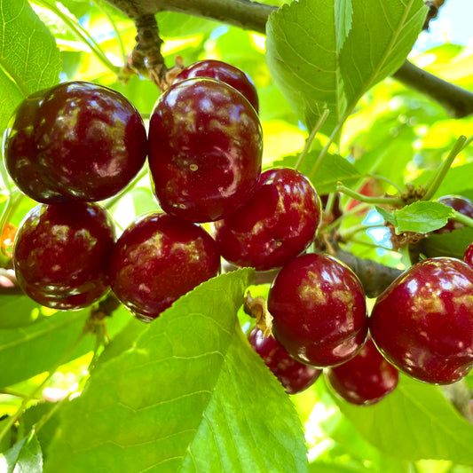 Fresh Lodi Cherries